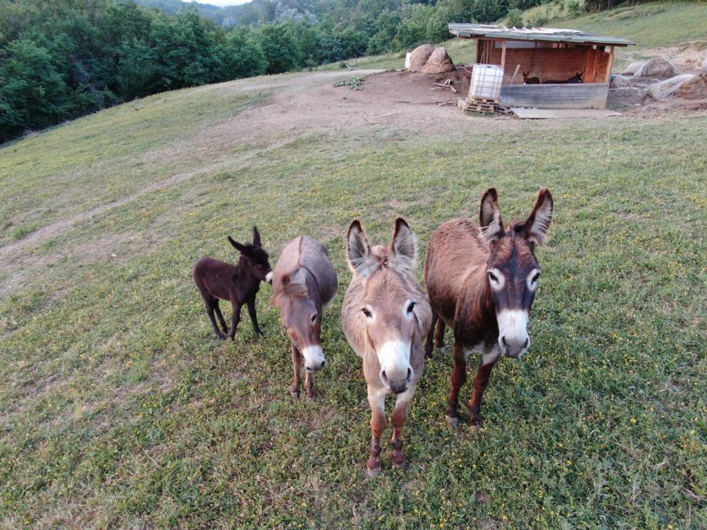 Agriturismo Alba Del Borgo Фіденца Екстер'єр фото